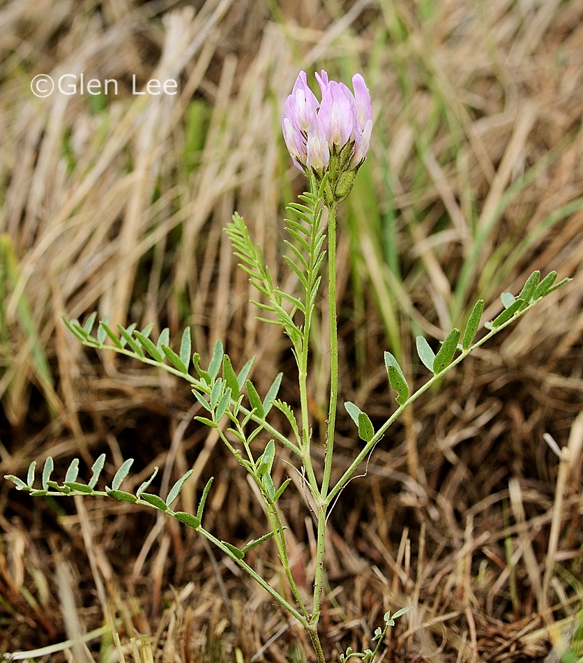 Astragalus agrestis photos Saskatchewan Wildflowers